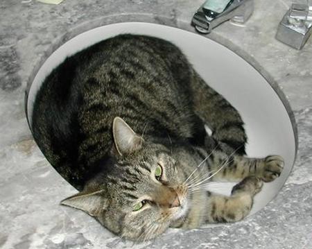 Loco cat-napping in the marble wash basin